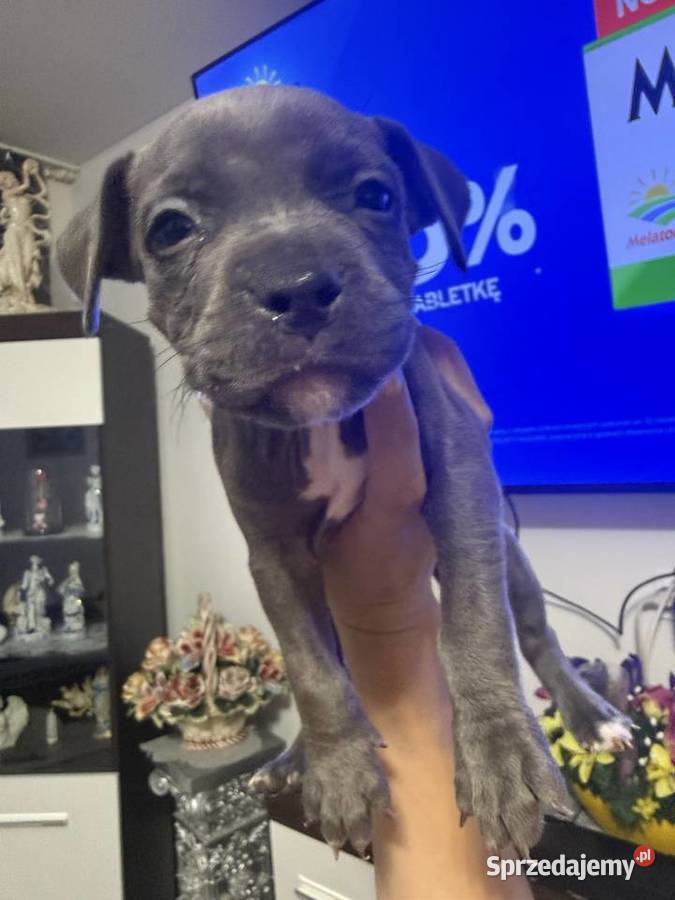 Piękne amstaffy blue Radom