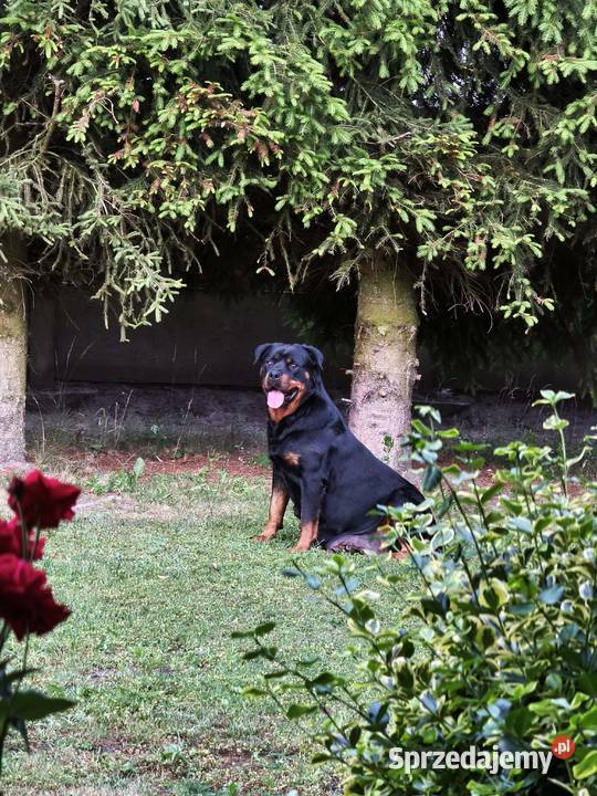Rottweiler Szczenięta z Rodowodem Iłża