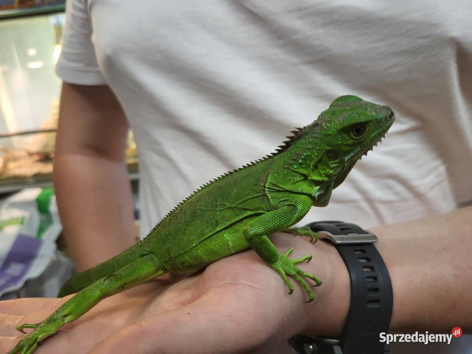 Legwan Igłana Zielona Sklep Zoologiczny Gady i płazy Katowice sprzedam