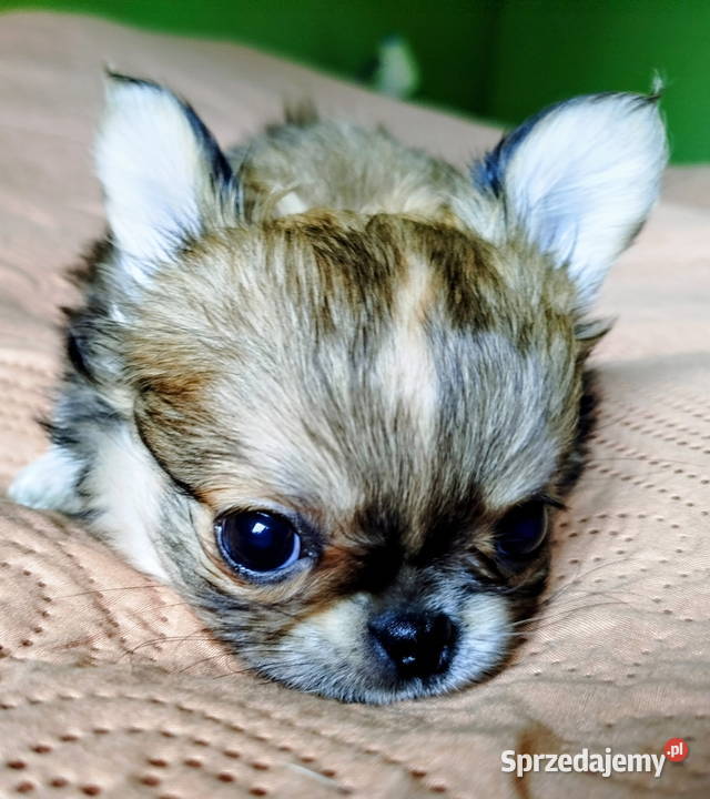 Chihuahua maleńki piesek