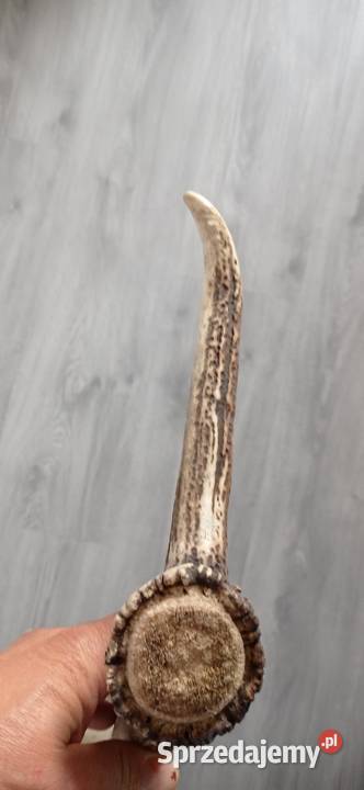 Zrzut poroża jelenia Krotoszyn sprzedam