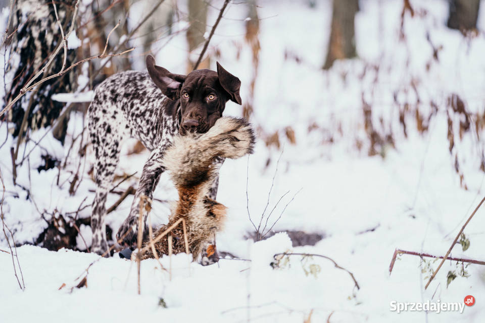 Wyżeł niemiecki krótkowłosy łódzkie sprzedam