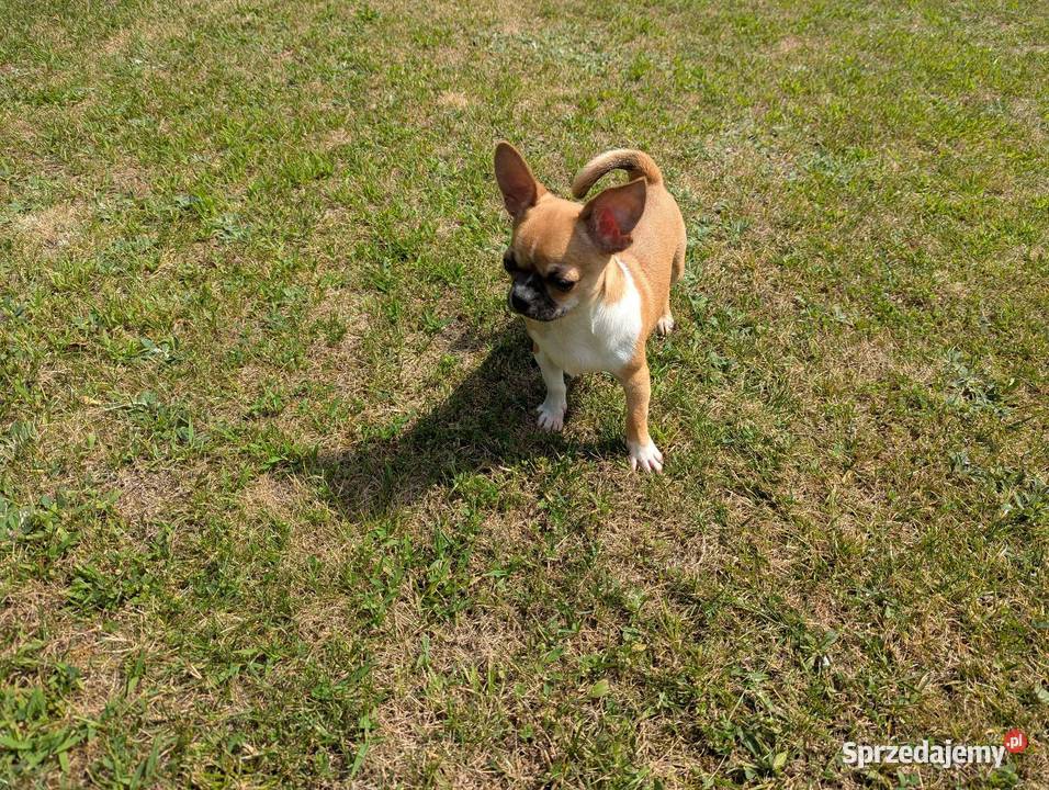 Chihuahua malutki wyjątkowy xxs Chihuahua Radomsko sprzedam
