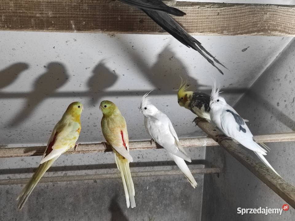 Świergotki samce i samice sprzedam