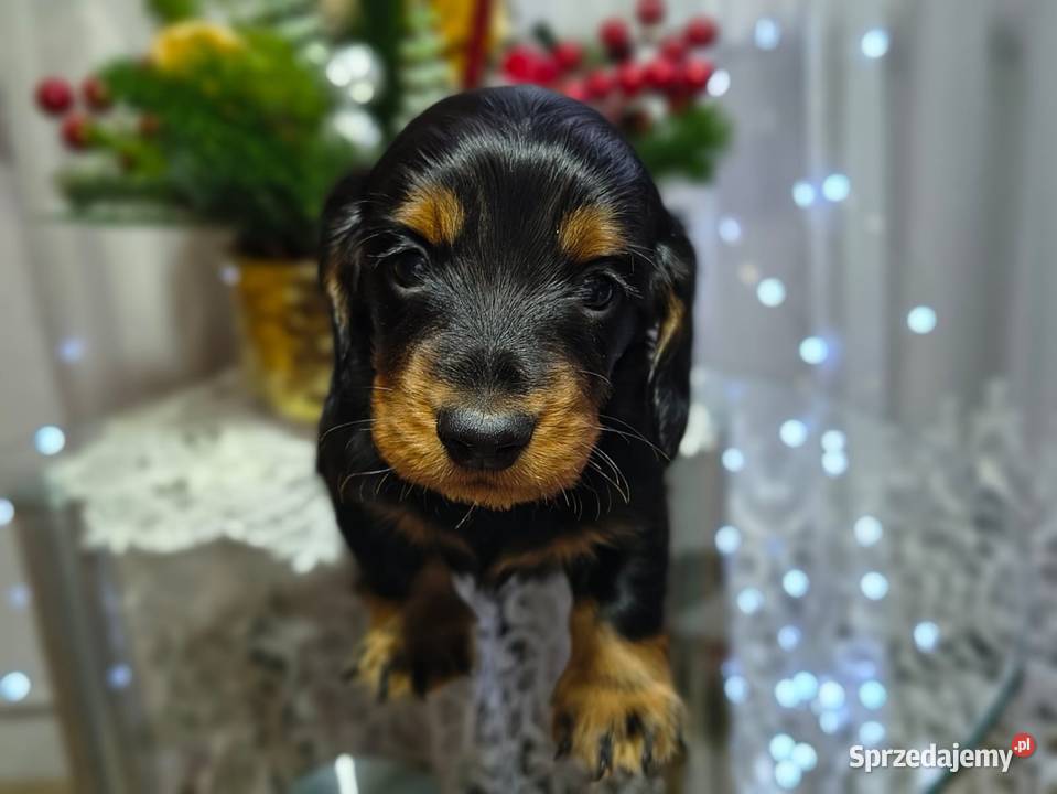 Jamniczek długowłosy łódzkie Żychlin