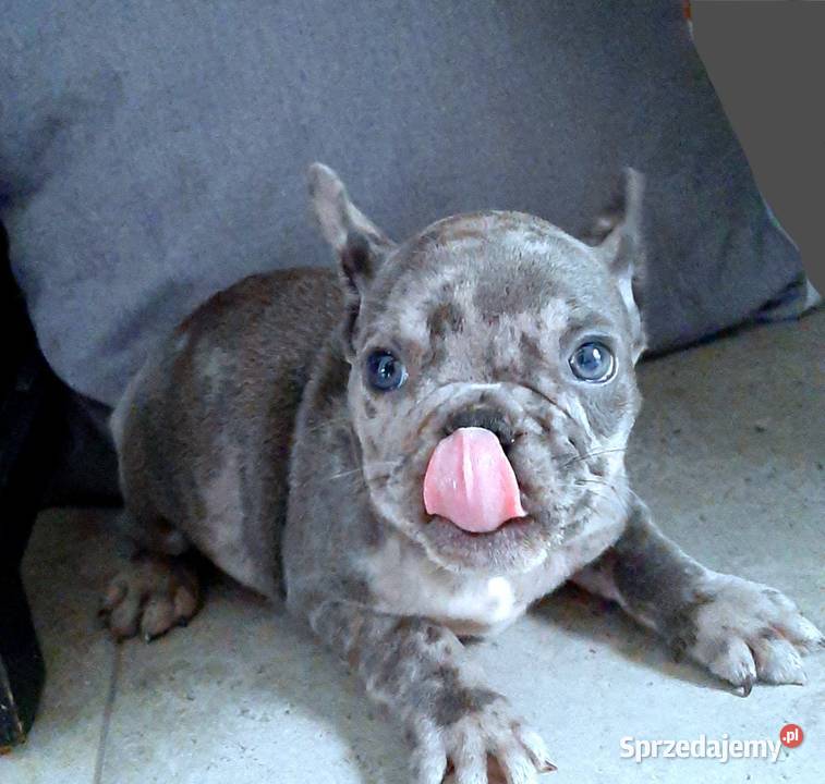Buldog francuski pieski Buldog Pabianice sprzedam