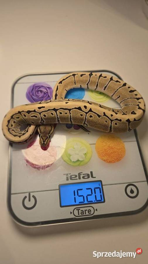 Pyton królewski Pinstripe Desert Ghost 100 het Szczecin