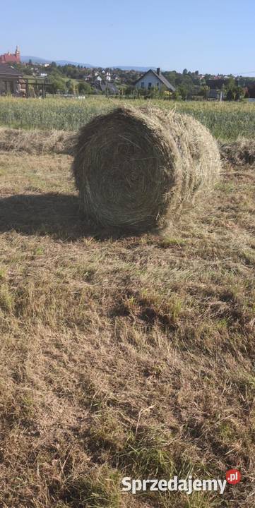 Sprzedam bele siana Żywiec sprzedam
