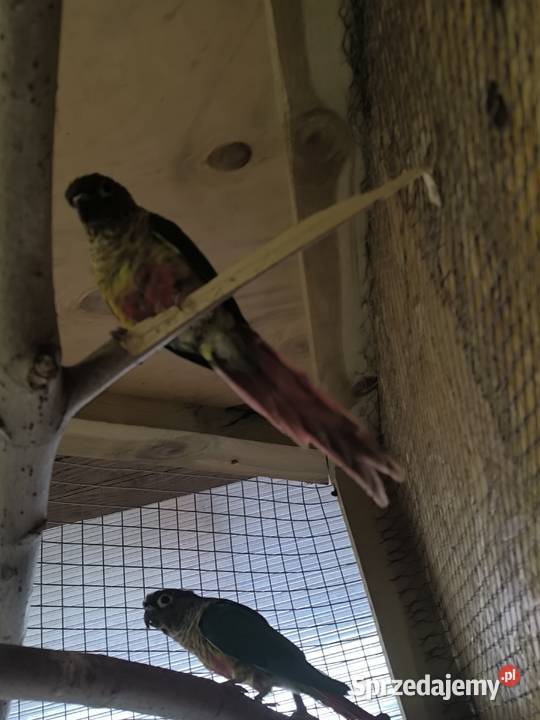 Rudosterki zielonolice opalin Rostarzewo