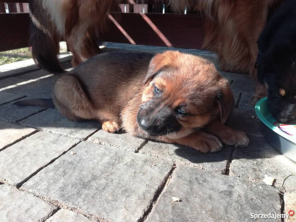 Szczenięta owczarka niemieckiego ostatnie 3 Owczarek Łomża