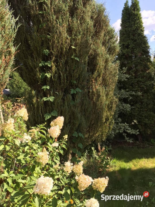 Działka rekreacyjna ROD mazowieckie Ząbki