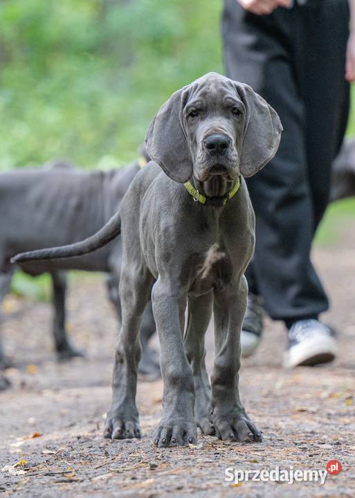 Dog niemiecki błękitny pomorskie Trąbki Małe