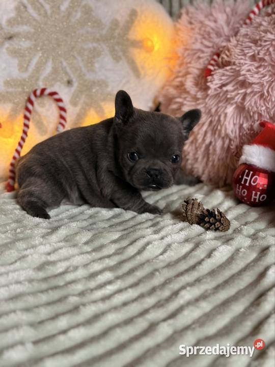 Buldog francuski do rezerwacji Zwierzęta śląskie Częstochowa