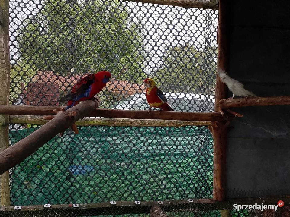 Papugi modrolotki i inne Płomiany