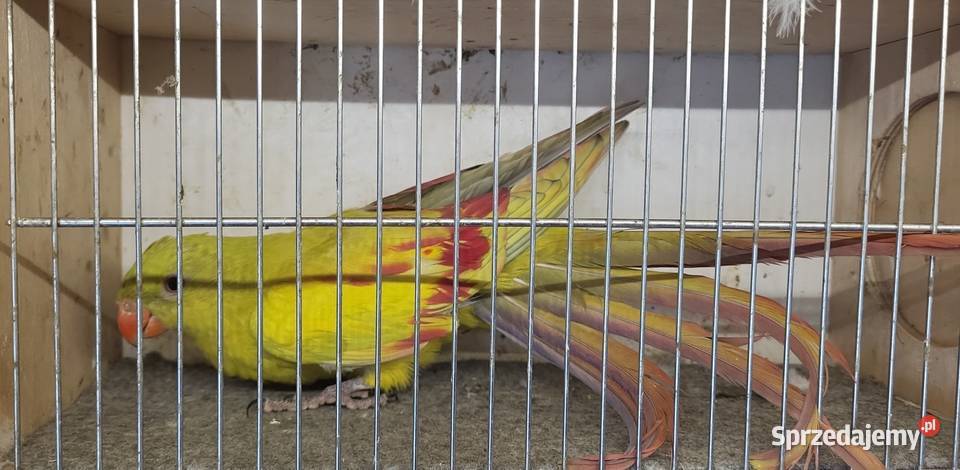 Papugi górskie pastele rozelle białolice pary Nowy Sącz