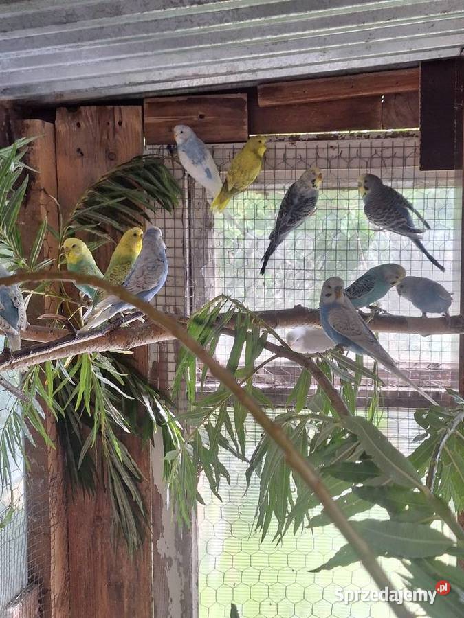 Papugi faliste kujawsko-pomorskie Nakło nad Notecią