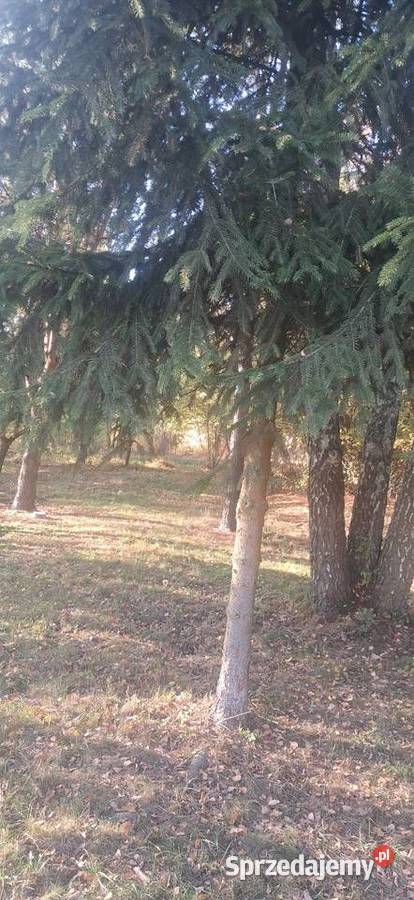 Sprzedam Działke 13200m2 Sprzedaż Wielka Wieś