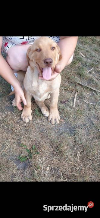 Piękny Labrador Retriever biszkoptowy Jaworznia sprzedam