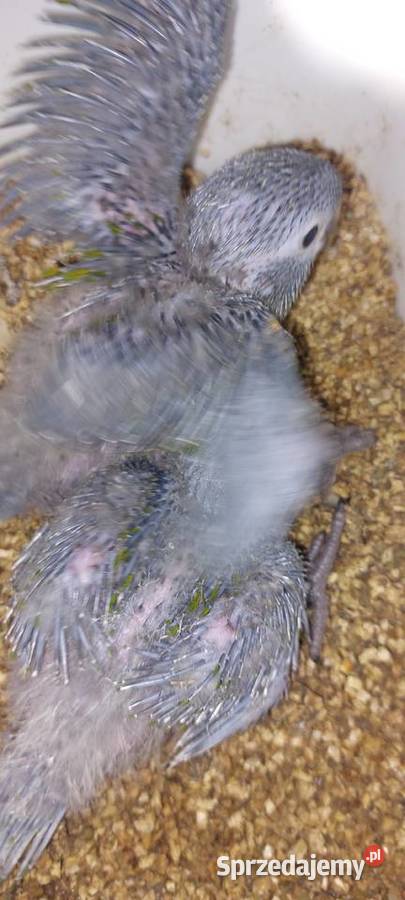 Amazonki niebieskoczelne Ary nobilis pisklaki sprzedam