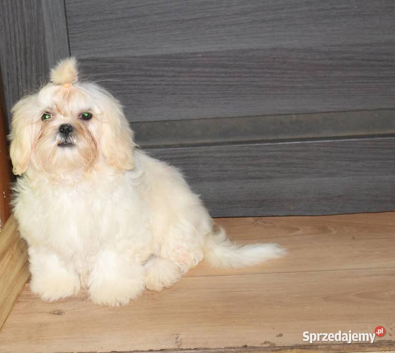 SHIH TZU UNIKATOWE BIAŁE Z KOMPLETEM SZCZEPIEŃ dolnośląskie sprzedam