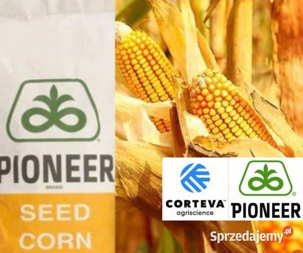 Nasiona kukurydzy P82000 Pioneer nowość Fao Gniezno