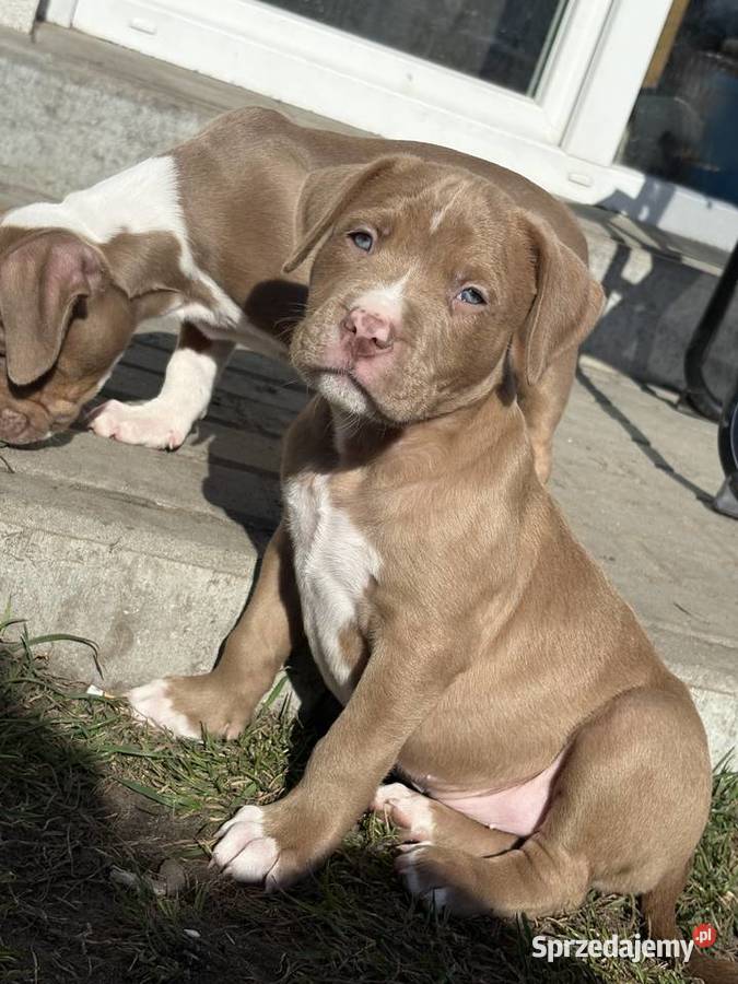 American bully abkc szczeniak wielkopolskie Czerlejno