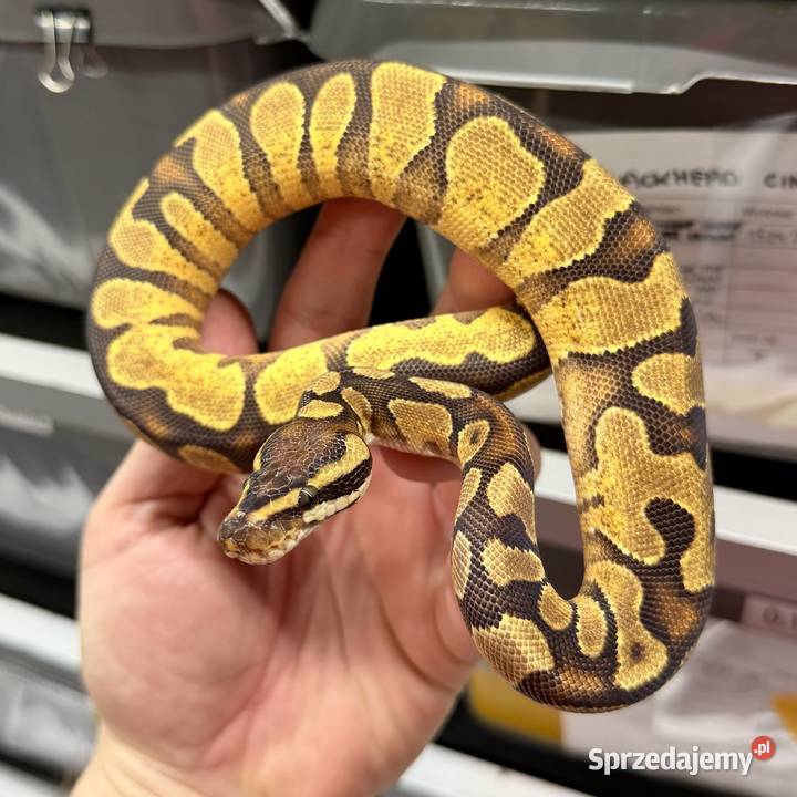 Python regius wąż królewski Bielany Wrocławskie