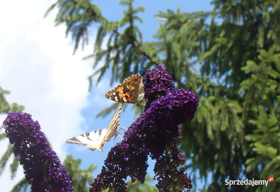 Budleja x2 kwiat motyli świetny podkarpackie Przemyśl sprzedam