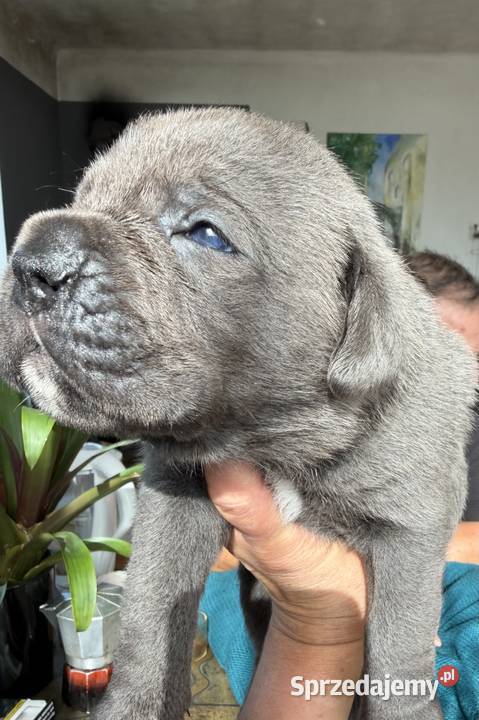 Cane Corso Italiano szczenięta Kutno sprzedam