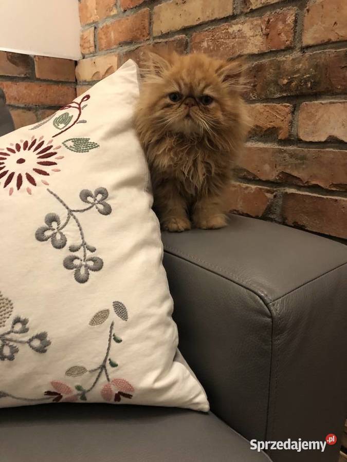 Koty perskie persy Pers Kędzierzyn-Koźle