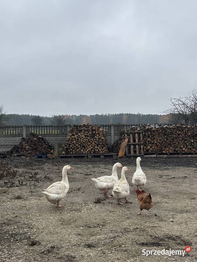 Sprzedam gęsi 150 sztuka Tomaszów Mazowiecki