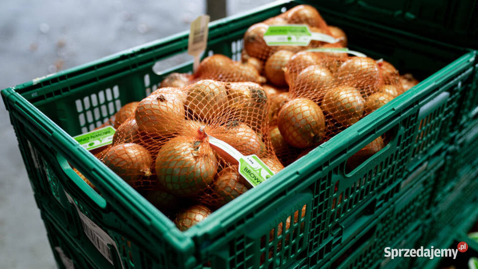 Żółtobrązowa cebula Produkcja roślinna mazowieckie Warszawa sprzedam