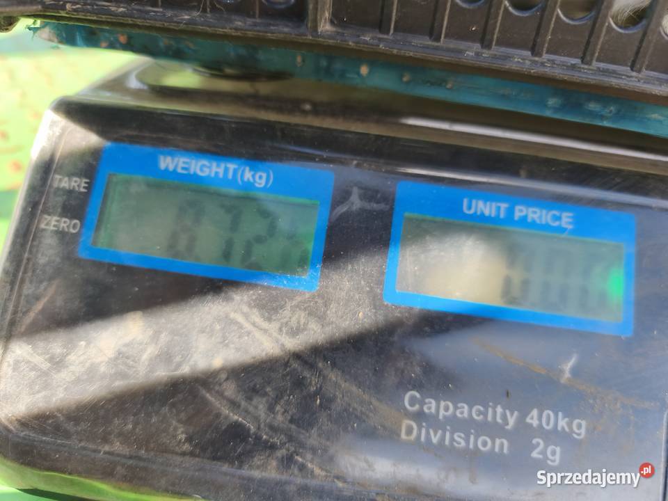 Duża samica Mieszaniec Giełda zwierząt Jasieniec