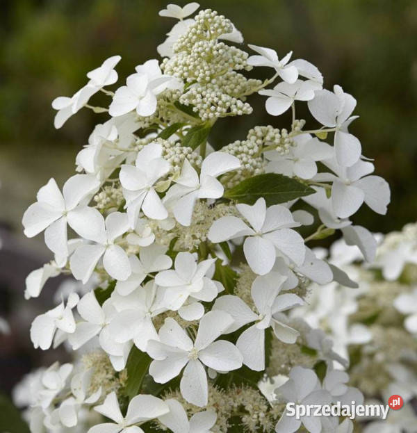 HORTENSJA BUKIETOWA LEVANA sadzonki w doniczkach Ogród Ustronie