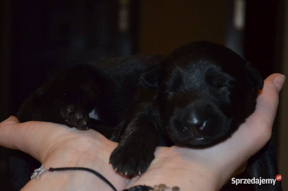 Owczarek niemiecki CZARNA suczka Sieradz