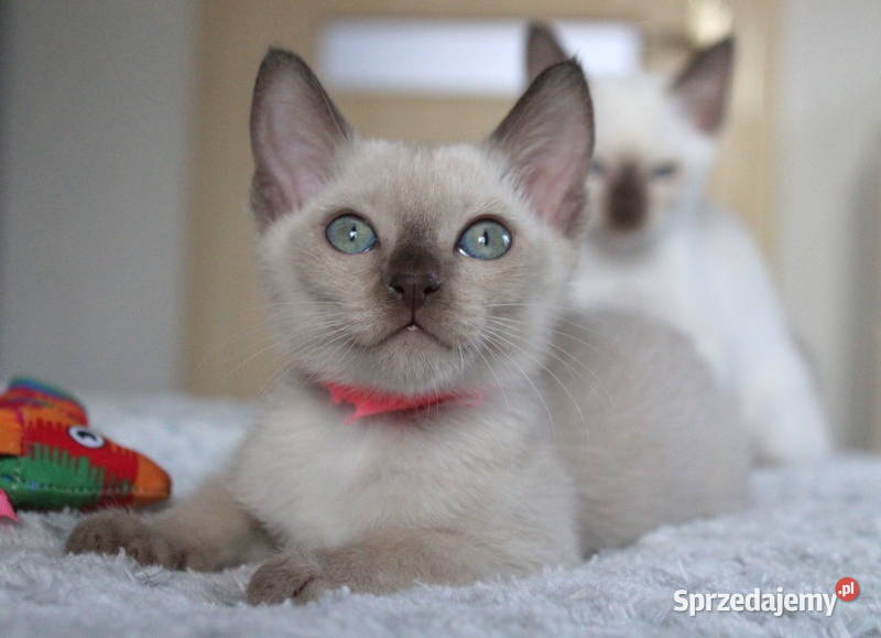 Kocięta tonkijskie kot tonkijski hodowla Zona Pozostałe kujawsko-pomorskie Grudziądz sprzedam