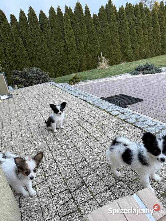 Papillon szczeniak Spaniel kontynwntalny Dudki sprzedam