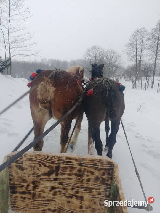 sprzedam klacz zimnokrwistom Ropczyce
