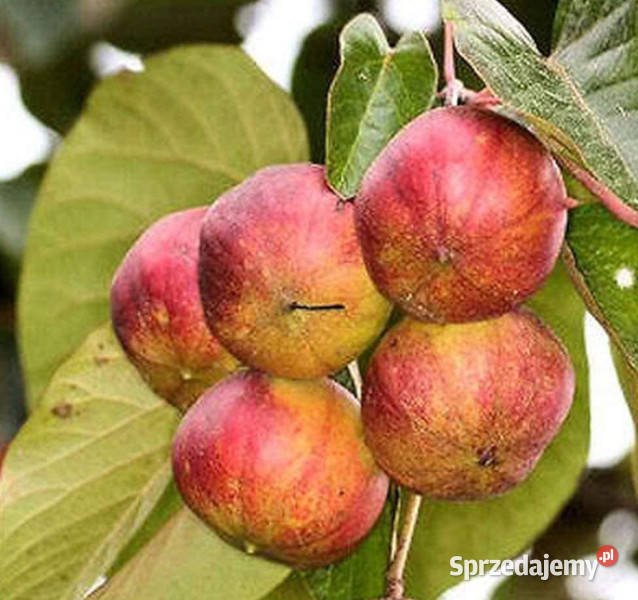 TUNG FORDA Aleurites fordii NASIONA 100g Lubanie