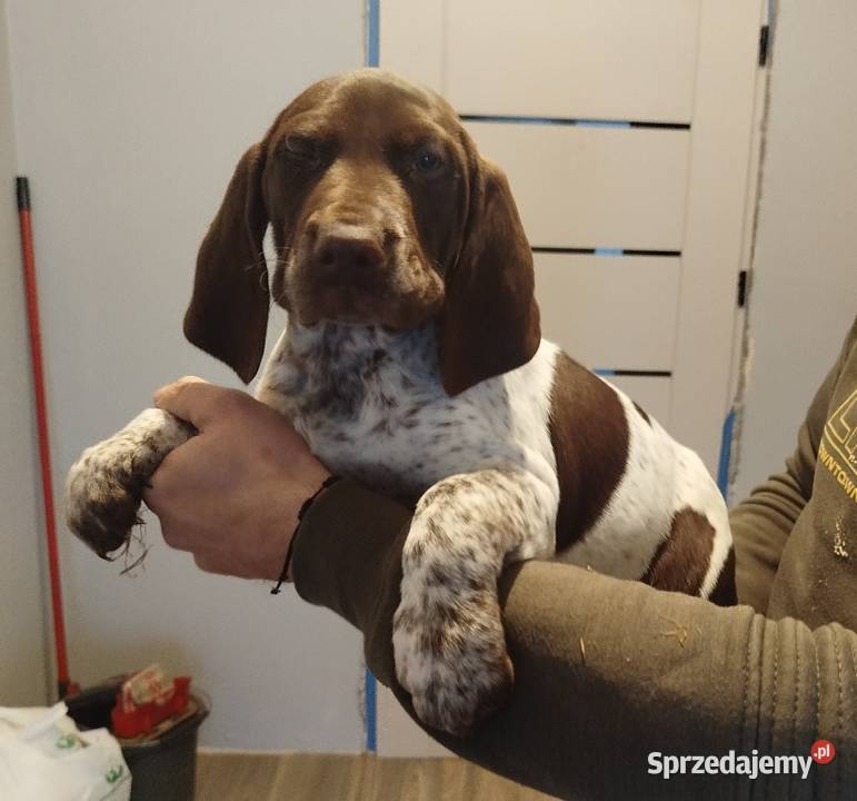 Wyżeł niemiecki krótkowłosy Wolbrom