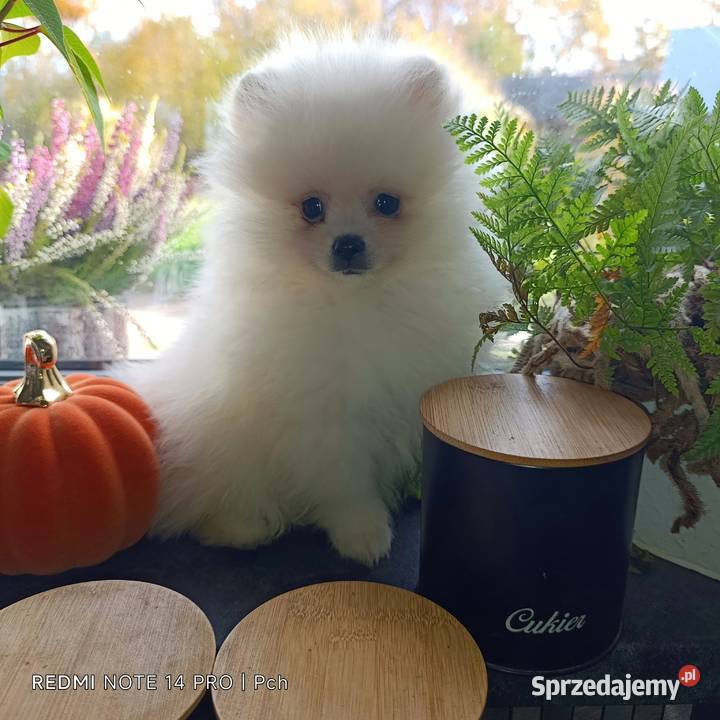 Szpic miniaturowy Przepiękne misie Warszawa sprzedam