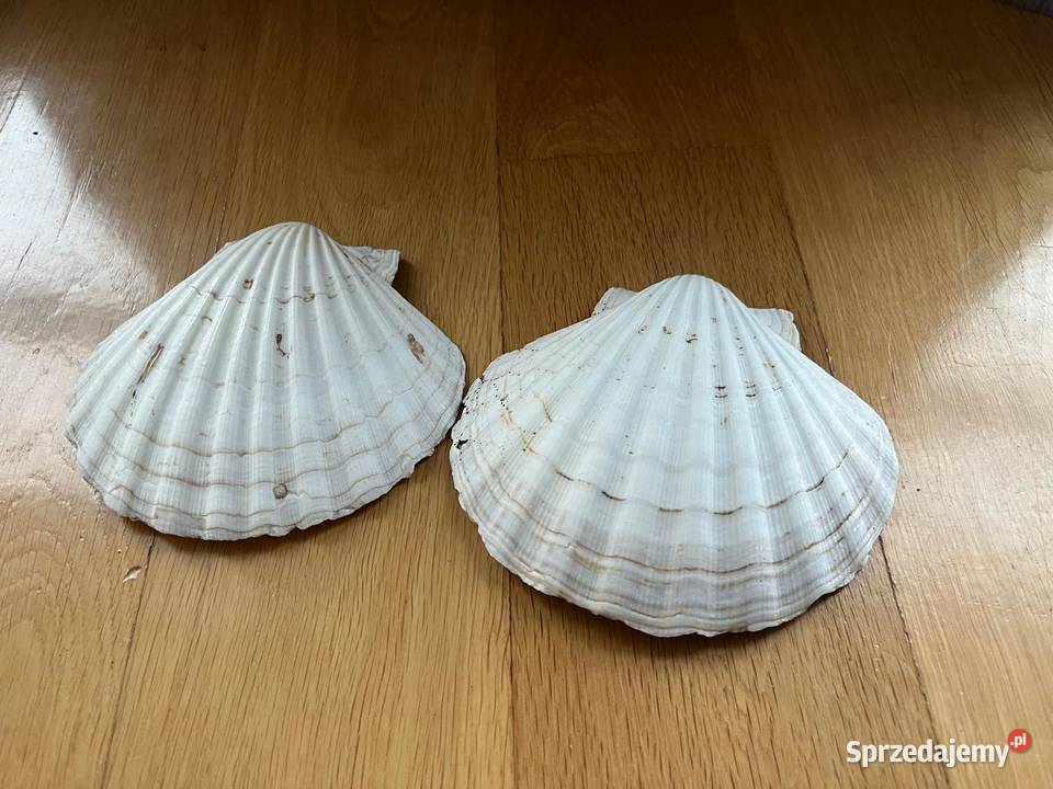 Muszle dekoracyjne przegrzebki komplet 2 Warszawa