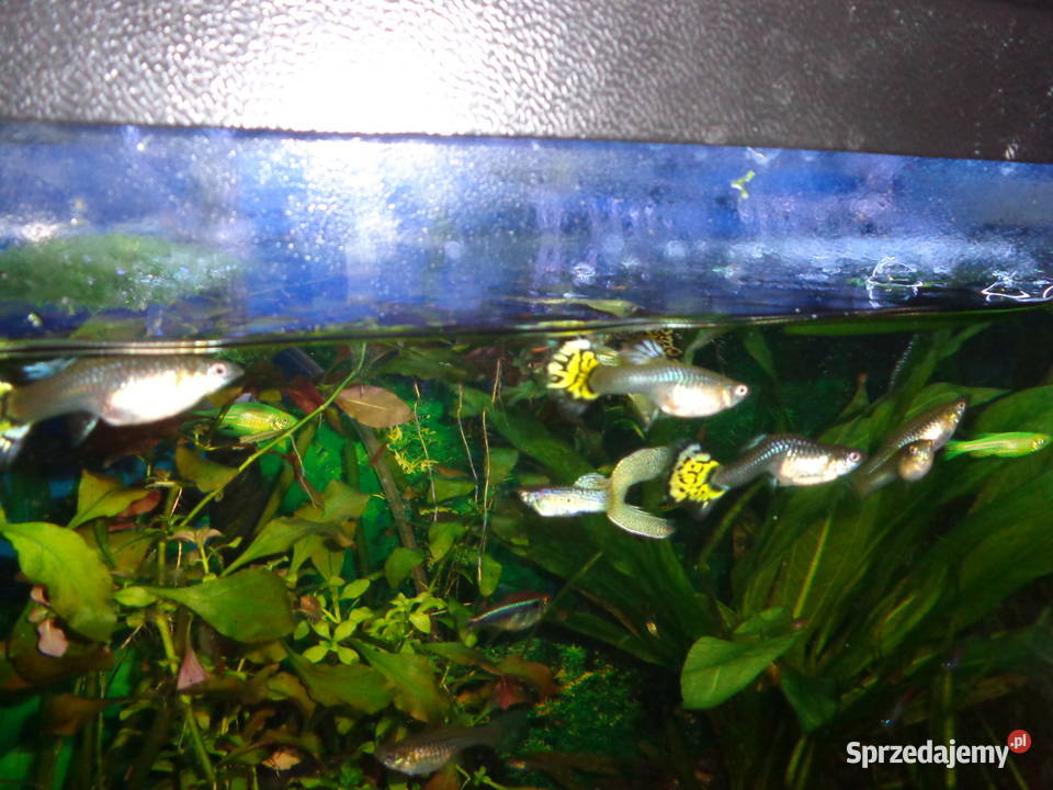 gupiki młody narybek Ryby Poznań