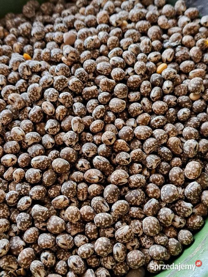 Łubin gorzki nie pryskany zbiory 2025 Gutów