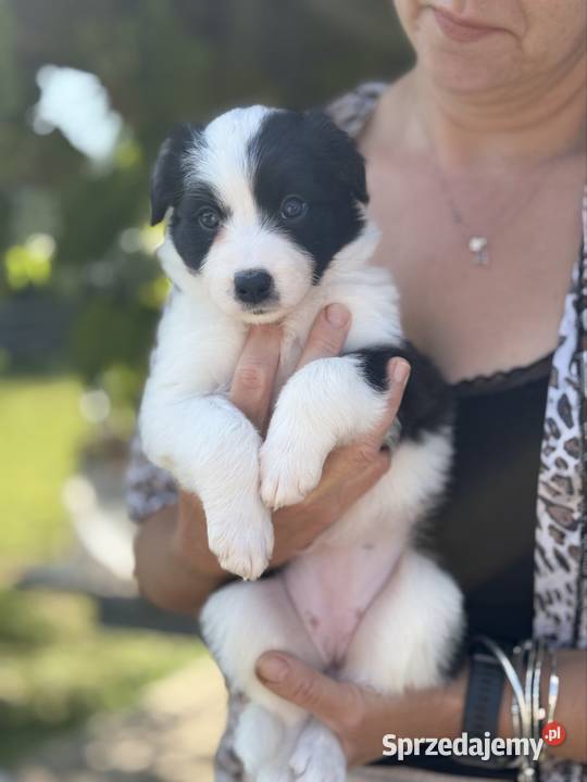 Szczenięta Border Collie FCI przebadanych Monkinie