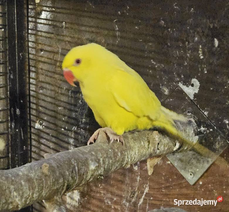 Aleksandretta obrożna lutino Bydgoszcz sprzedam