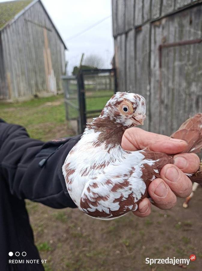 Motyl warszawski Kuczbork-Wieś