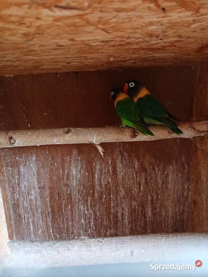 Sprzedam papugi nierozłączki mazowieckie Kuczki-Kolonia sprzedam