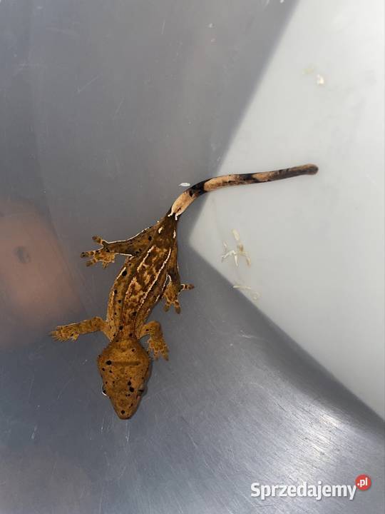 Gekon orzęsiony Dalmatian kujawsko-pomorskie Gostkowo