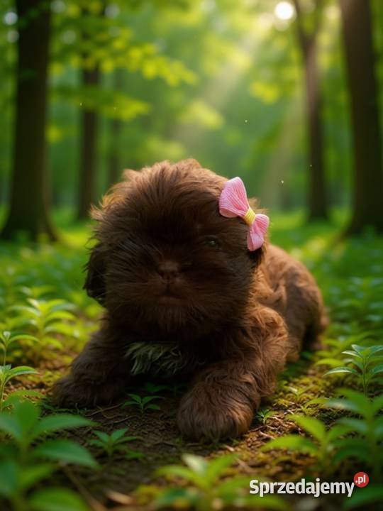 Przepiękna czekolada suczka rasy ShihTzu szuka Shih Tzu Namysłów